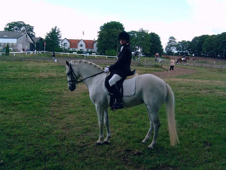 Welsh Pony af Cob-type (sec C) Melissa of gade  - smukkeste Melissa til stævne i skanderborg<33333 billede 15