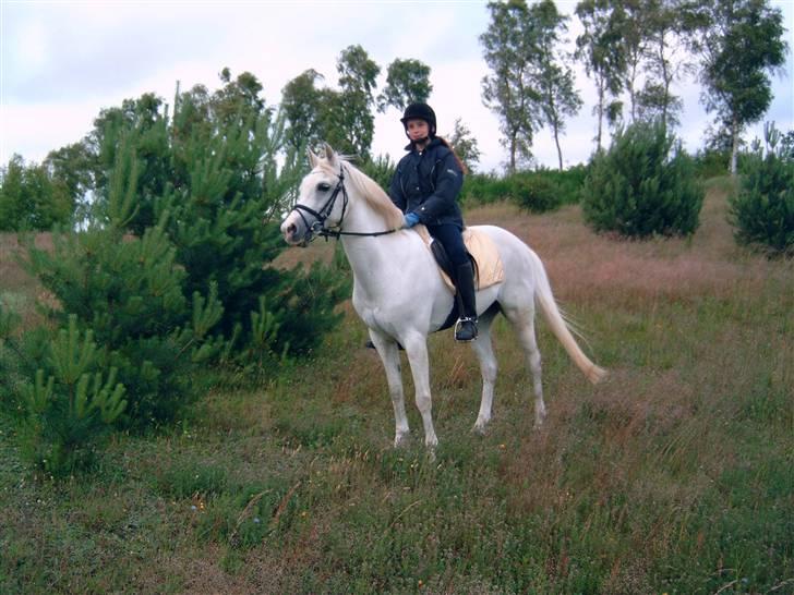 Welsh Pony af Cob-type (sec C) Melissa of gade  - Melissa<33 billede 16