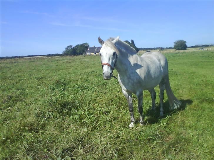 Anden særlig race Emil - dejligt og være ude på folden engang imellem billede 17