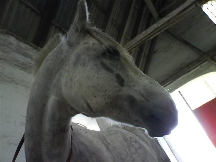 Anden særlig race Emil - er jeg ikke smuk? billede 18