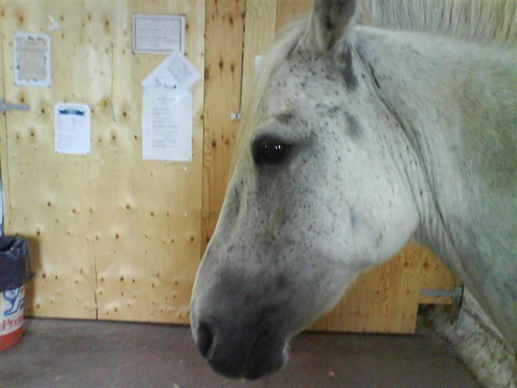 Anden særlig race Emil - her har vi skønne Basse<33 billede 20