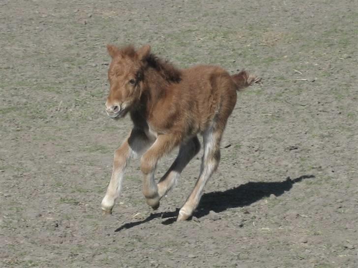 Shetlænder Elias Solgt <3 - 2 dage gammel og så løber han som en vild hest rund på folden :D billede 18