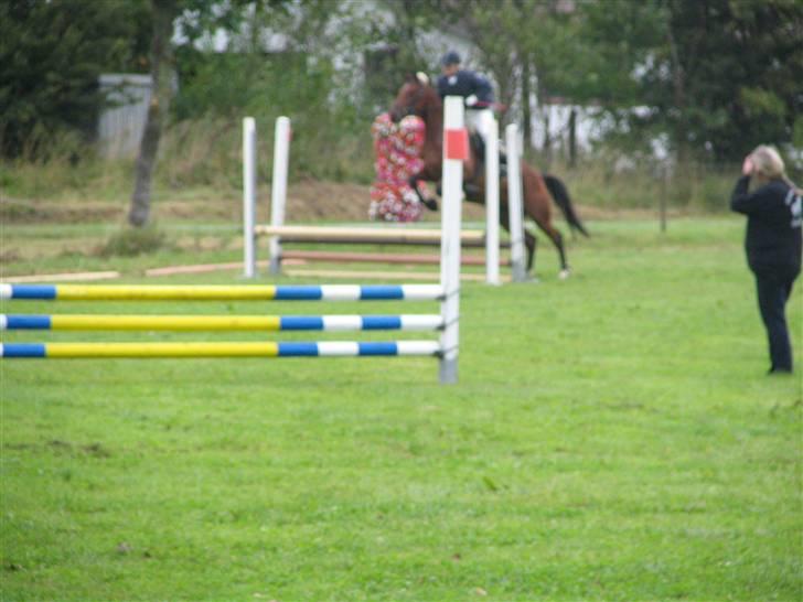 Trakehner Florentine SOLGT - Florentine begynderspring Dronninglund 25/08-07 billede 14