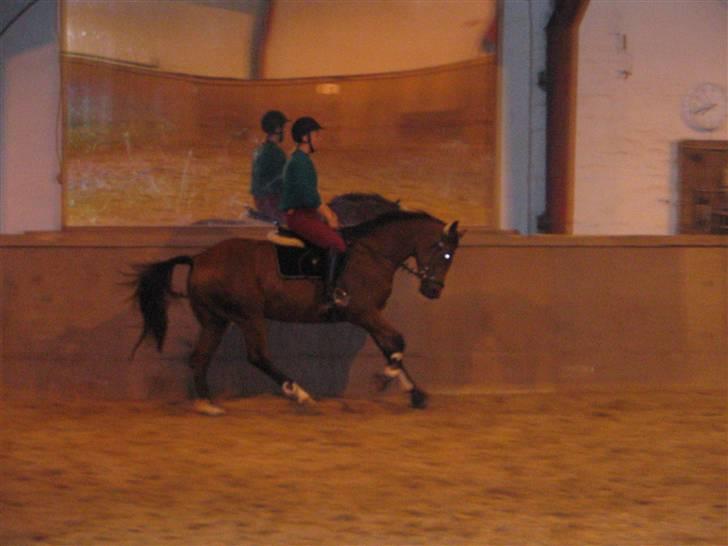 Trakehner Florentine SOLGT - Florentine og mig Donninglund fredag d. 24/08-07 billede 18