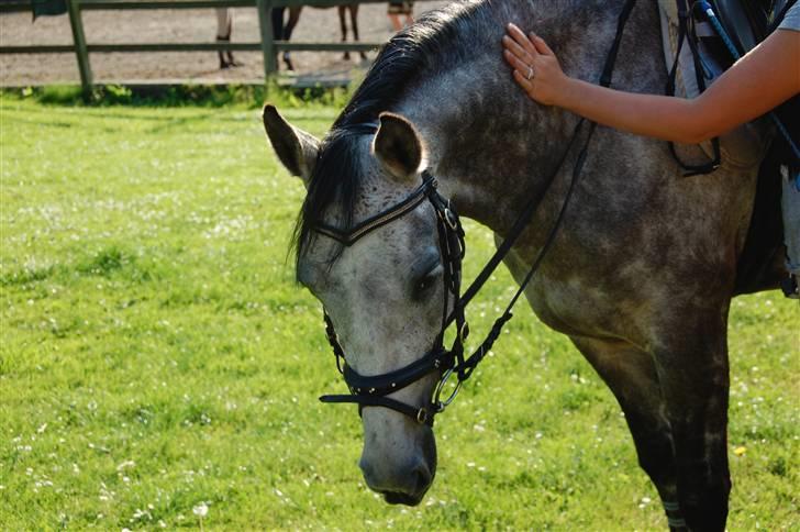 Tysk Sportspony Vindeholms Safir - SOLGT - efter træning, smukke safir (:; billede 4