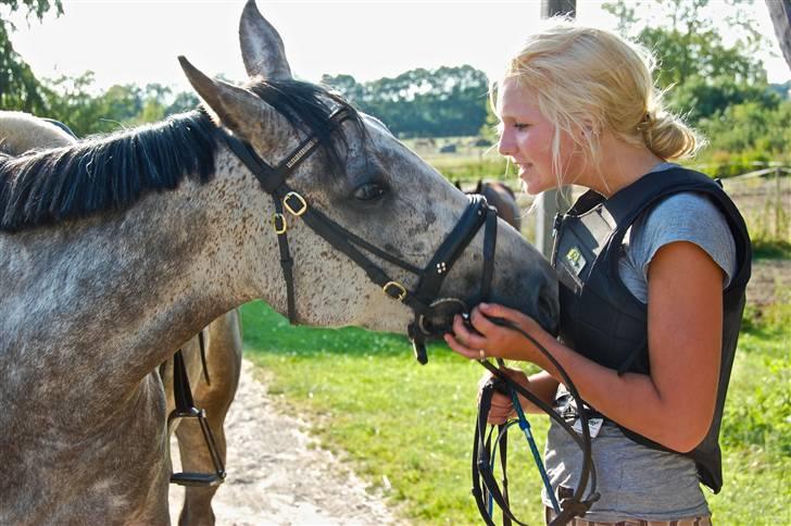 Tysk Sportspony Vindeholms Safir - SOLGT - Safir elsker at nusse efter træning :D billede 5