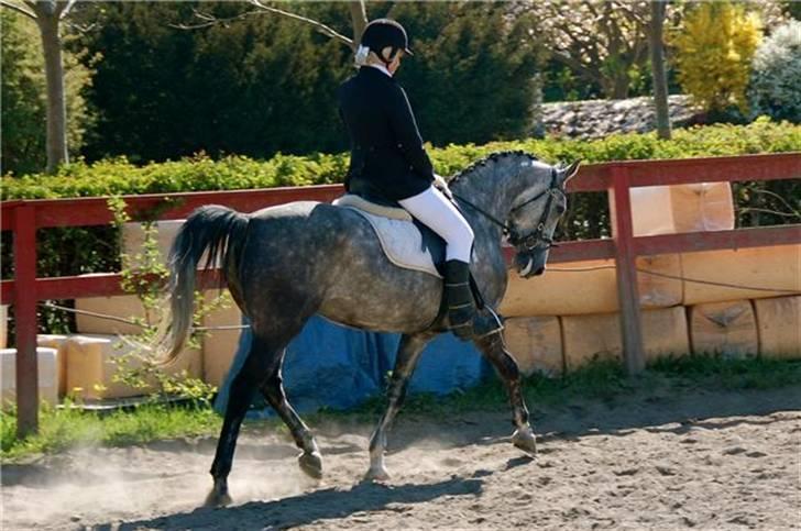 Tysk Sportspony Vindeholms Safir - SOLGT - til stævne (: billede 7