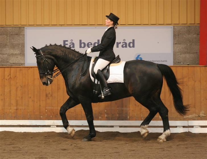 Oldenborg Max af Østerholm (RIP) - Stævne i Hillerød foråret 2007 - MB1 dressur billede 6