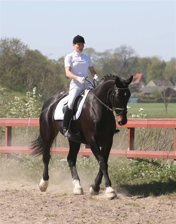 Oldenborg Max af Østerholm (RIP) - Stævne i Vinddinge sommeren 2007 på opvarmingsbanen - red LA3 dressur billede 10