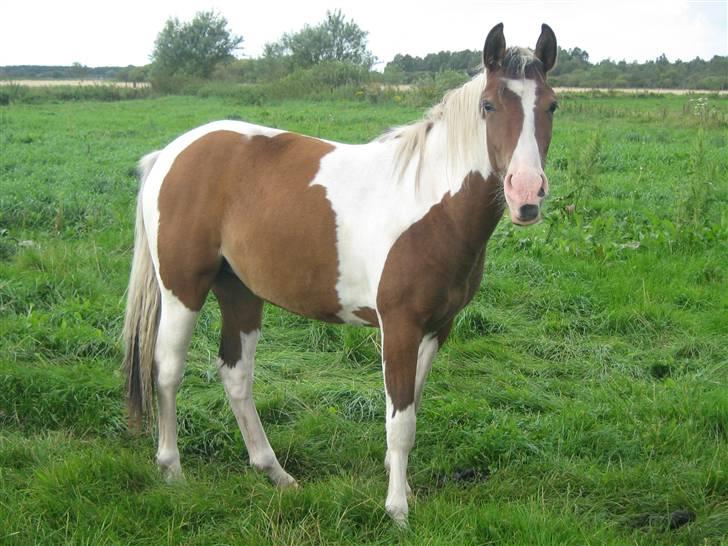 Anden særlig race Star " SOLGT" d. 16.06.08 - Star 1½ år gammel. billede 18