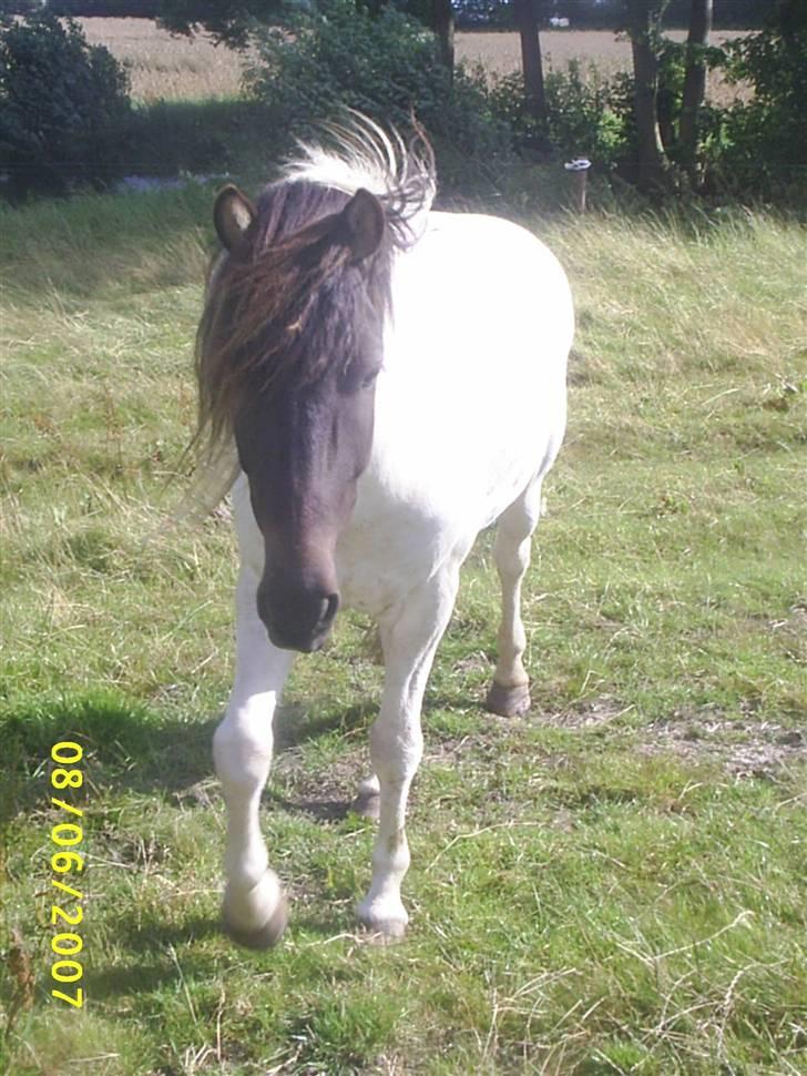 Islænder Krummi fra Nørmark "SOLGT -  *  MÅ IKKE KOPIERES* billede 2