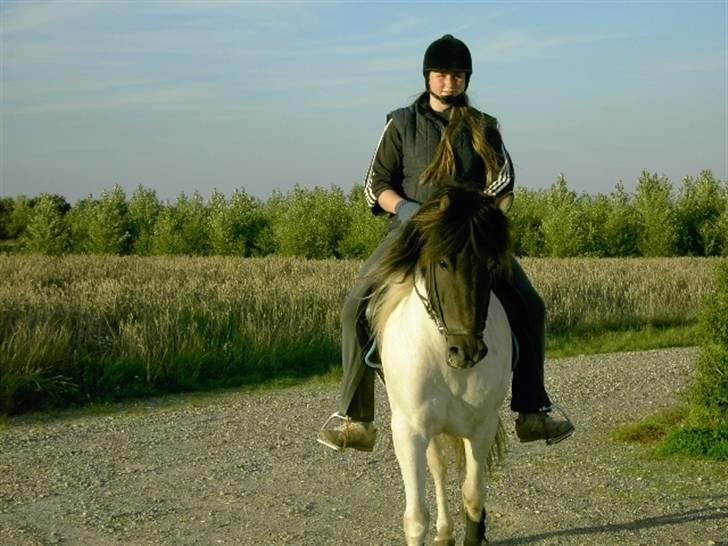 Islænder Krummi fra Nørmark "SOLGT - hellere hesten havde været helt med   *  MÅ IKKE KOPIERES* billede 3