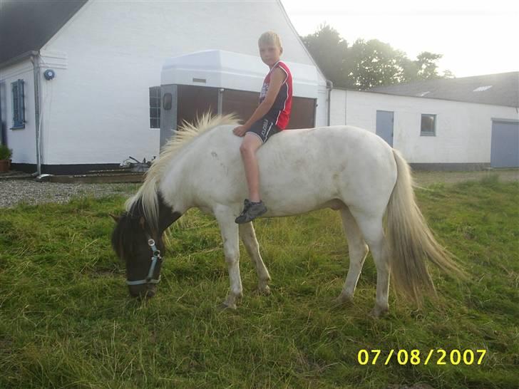 Islænder Krummi fra Nørmark "SOLGT - krummi og kasper der står og spiser græs i forhaven   *  MÅ IKKE KOPIERES* billede 4