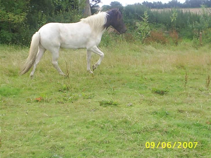 Islænder Krummi fra Nørmark "SOLGT -  *  MÅ IKKE KOPIERES* billede 5