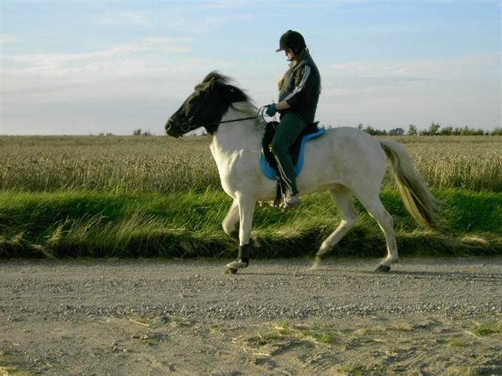 Islænder Krummi fra Nørmark "SOLGT - en lille tølt i starten af tølttræning   *  MÅ IKKE KOPIERES* billede 6