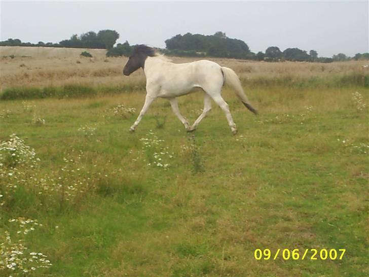Islænder Krummi fra Nørmark "SOLGT -  *  MÅ IKKE KOPIERES* billede 7