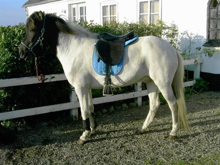 Islænder Krummi fra Nørmark "SOLGT -  *  MÅ IKKE KOPIERES* billede 8