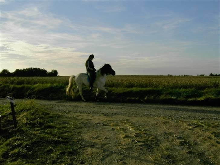 Islænder Krummi fra Nørmark "SOLGT billede 9