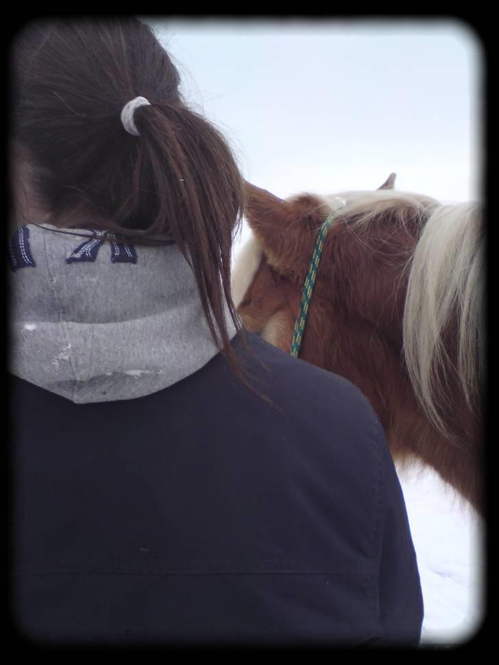 Haflinger Stoy "UDLÅNT - træning i sneen d. 20.02.09 super hyggelig dag!i:  INGEN AF MINE BILLEDER MÅ BRUGES PÅ ANDRE SIDER ELLER KOPIERES ! billede 20