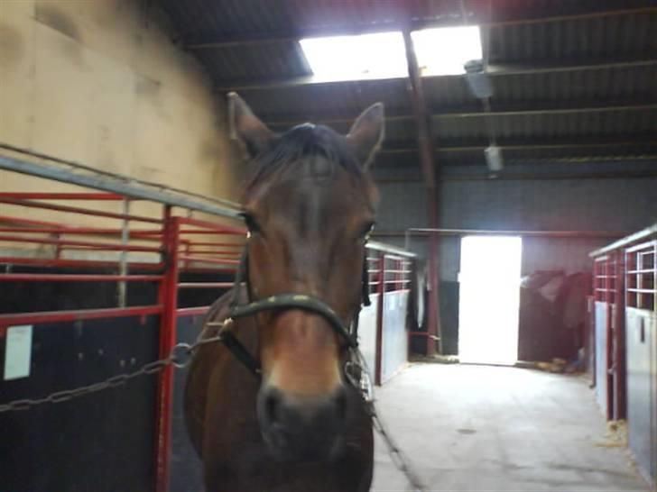 Oldenborg Cirkeline *Solgt* billede 12