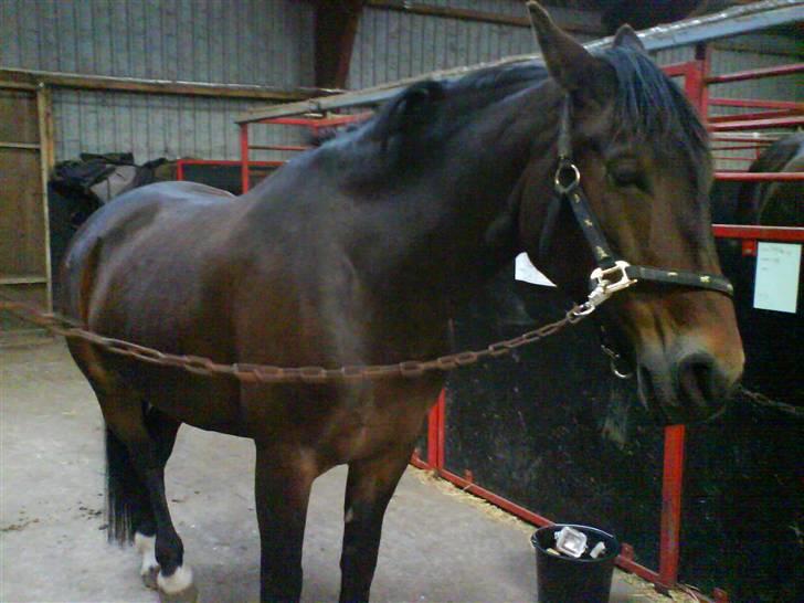 Oldenborg Cirkeline *Solgt* billede 13