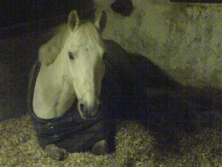 DSP Aaby's Kimba - R.I.P :'( - Kimba der ligger ned :) <´33 billede 6