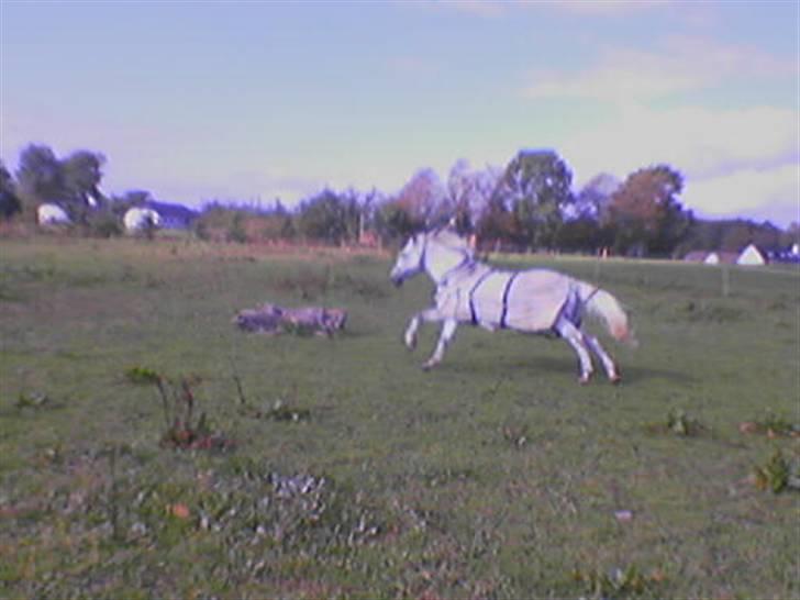 DSP Aaby's Kimba - R.I.P :'( - Kimba i fuld galop ! :D billede 7