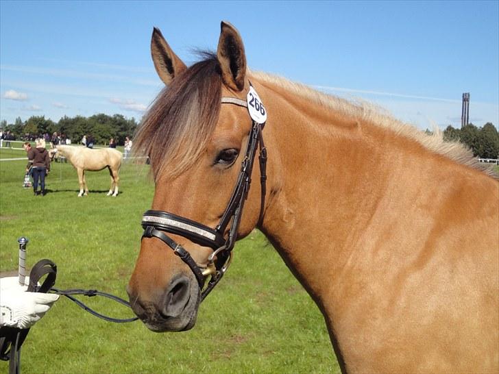 Anden særlig race Bianca (B1) - Bianca til Store Hestedag 2010. Hun fik 8 :)  billede 2