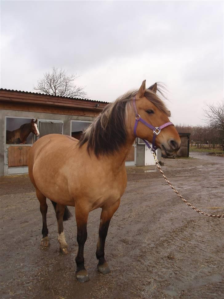 Anden særlig race Bianca (B1) - Bianca 320 dage henne ... billede 19