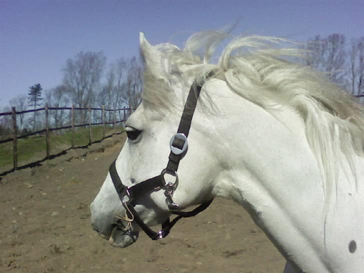 Anden særlig race Duchesse - Chess <3 billede 6