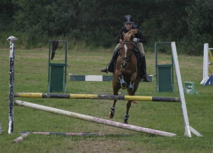 Anden særlig race Lukas - hold da op hvad har han dog fået at spise, han er da virkelig frisk !! billede 12