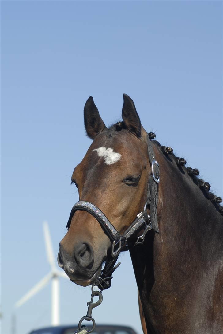 Welsh Pony (sec B) Skovbjergs Marcus(Solgt) - Træt? xD billede 12