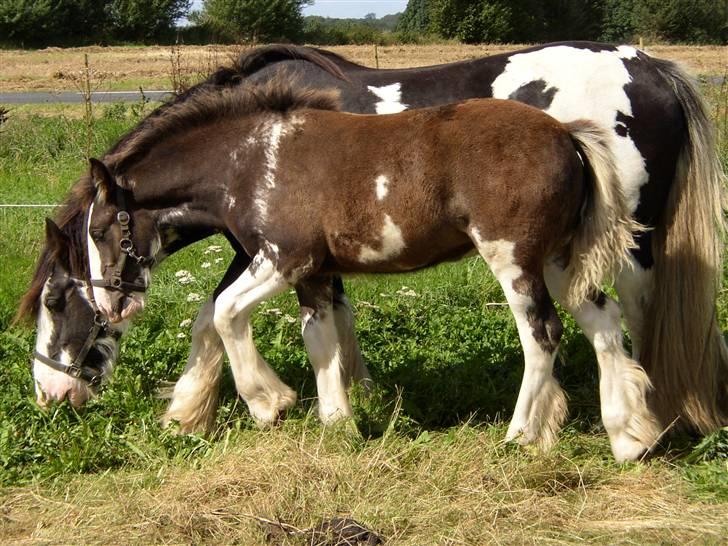 Tinker Sybil Of Romany Vanner billede 1