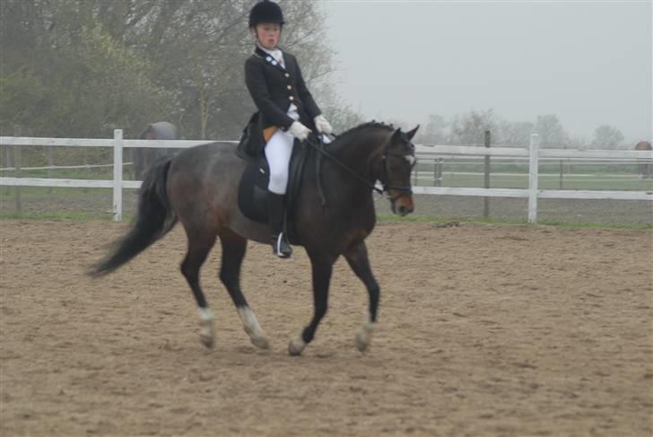 Welsh Pony (sec B) Skovbjergs Marcus(Solgt) - stevns billede 13