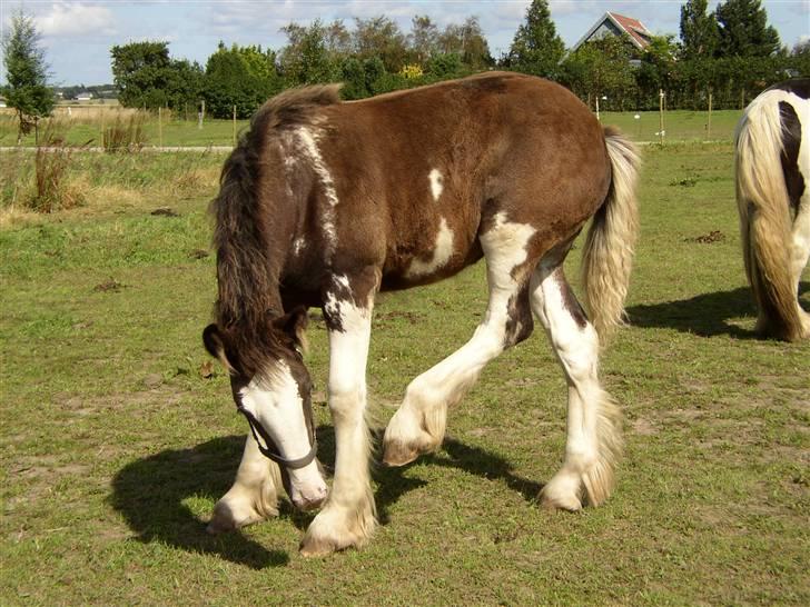 Tinker Sybil Of Romany Vanner billede 2