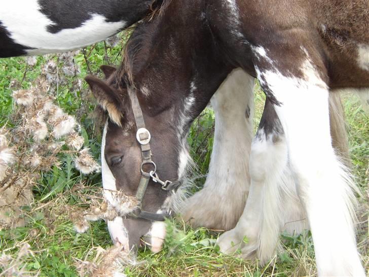 Tinker Sybil Of Romany Vanner billede 3