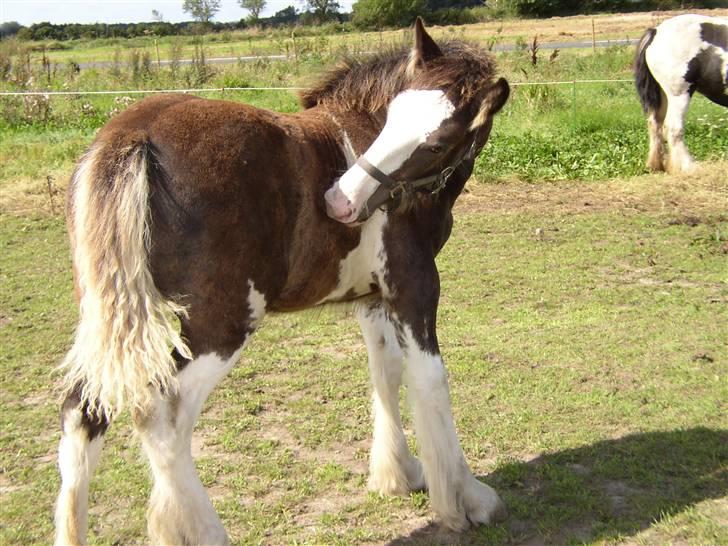 Tinker Sybil Of Romany Vanner billede 6