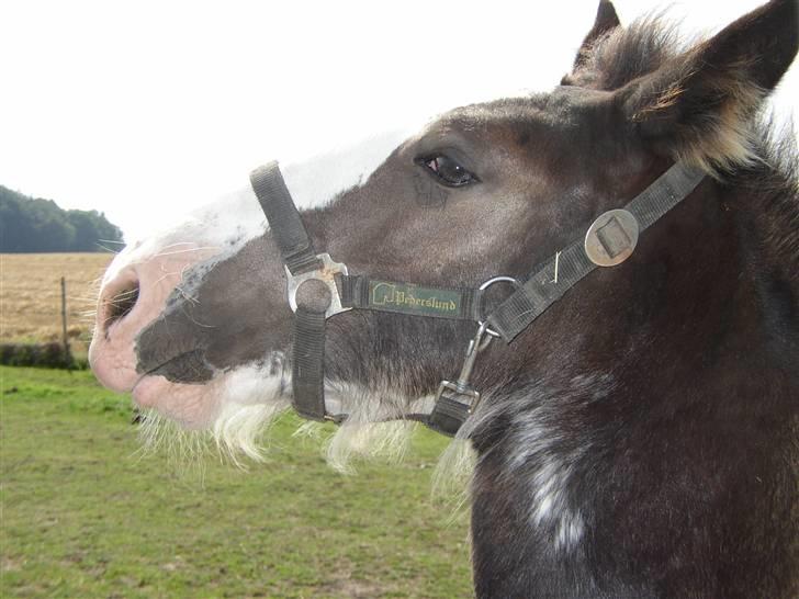 Tinker Sybil Of Romany Vanner billede 7