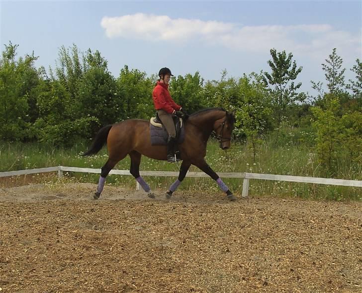 Dansk Varmblod Berlou (Aflivet) - Søde Berlou.. 22/5-08 billede 1
