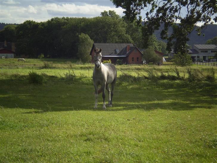 Anden særlig race Simba My Soul Mate - Orrgh, det er kanon længe siden men savner tiden i Laven Rideklub<3 billede 7