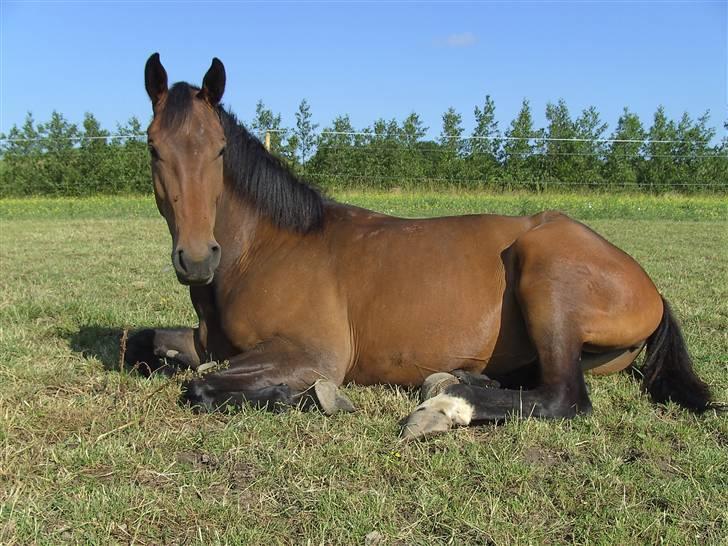 Dansk Varmblod Berlou (Aflivet) - D. 24/8-07 billede 2