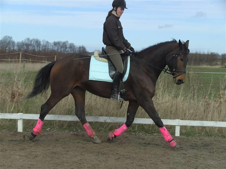 Dansk Varmblod Berlou (Aflivet) billede 3