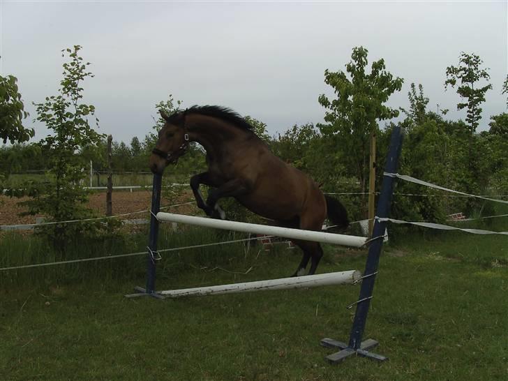 Dansk Varmblod Berlou (Aflivet) billede 4