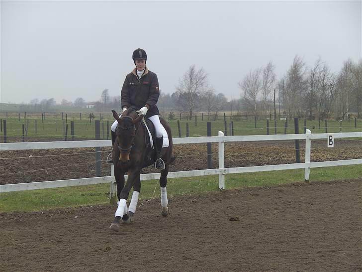 Dansk Varmblod Berlou (Aflivet) billede 5