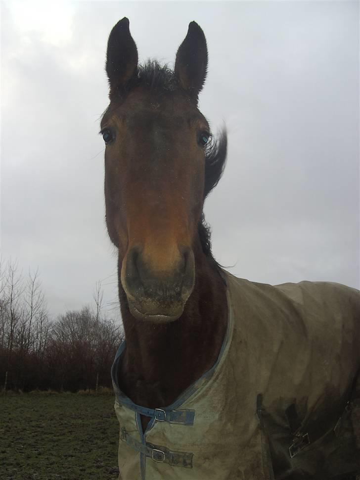 Dansk Varmblod Berlou (Aflivet) billede 6