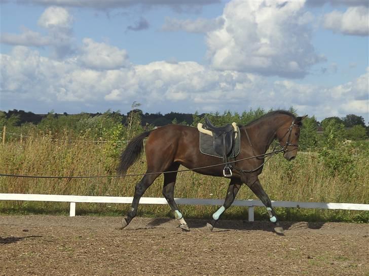 Dansk Varmblod Berlou (Aflivet) - D. 28/8-07 billede 8