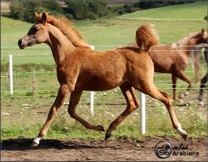 Arabisk fuldblod (OX) Al Lateefah - SOLGT - Al Lateefah - Aug. 2007 billede 4