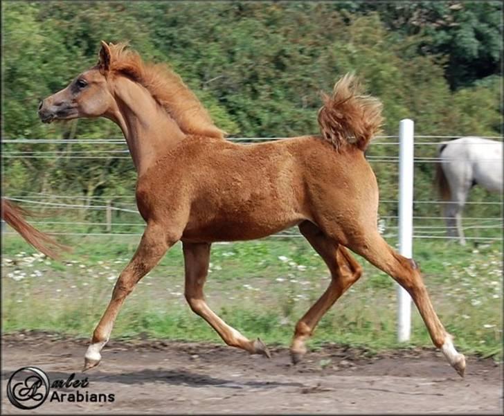 Arabisk fuldblod (OX) Al Lateefah - SOLGT - Al Lateefah - Aug. 2007 billede 5