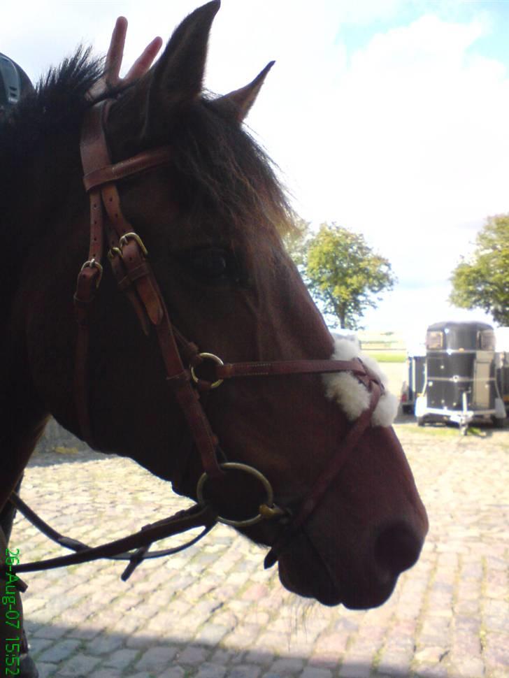 Hollandsk Sportspony Obelix - blev vist lidt mørkt :I snøft <33 billede 4