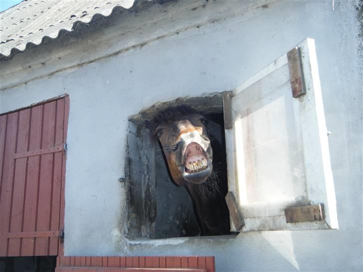 Irsk Sportspony Nancy † R.I.P 11/1-10 † - Hej Jeg hedder Ferry Bank Nancy, og Velkommen til min Profil :D billede 1